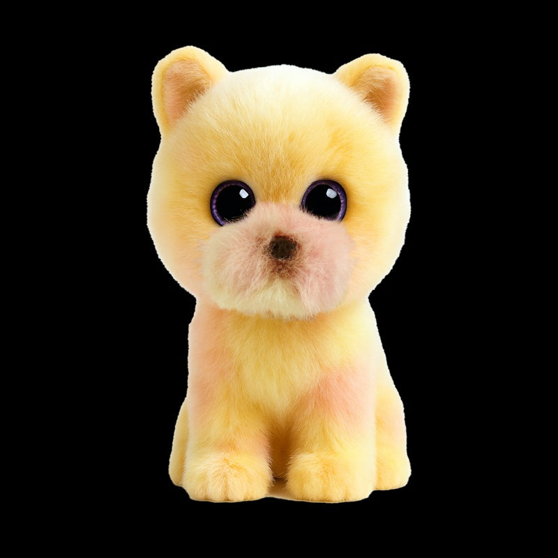 Palmer Pomeranian Yellow Reg