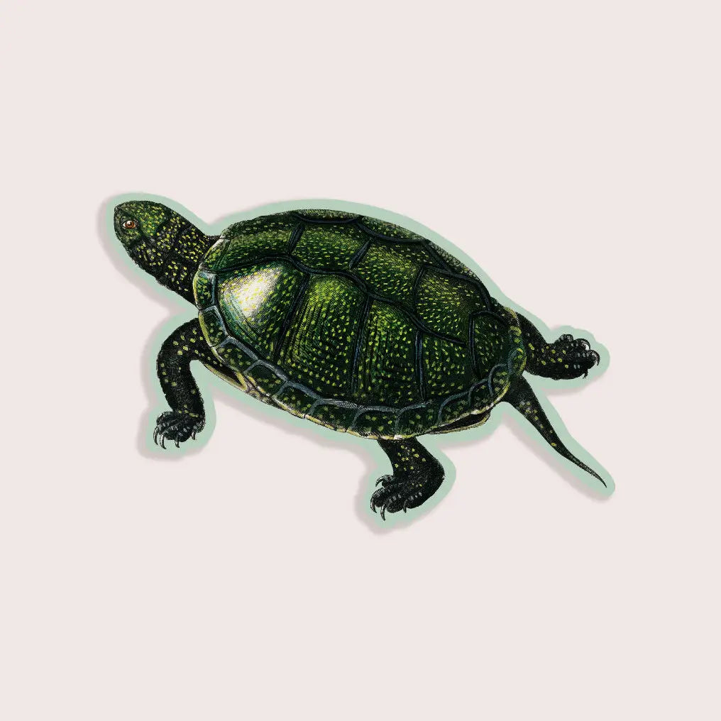 Total Turtle - Gap Filler Sticker