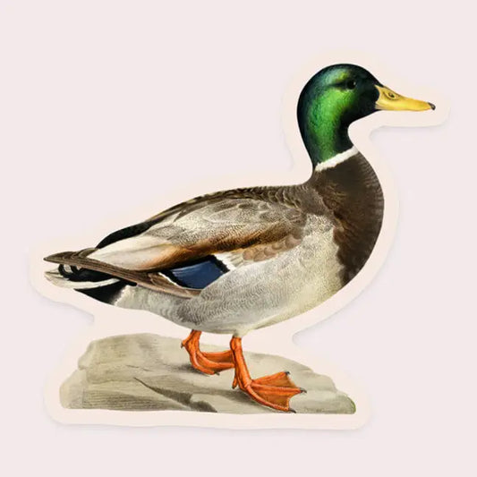 Measured Mallard Gap Filler Sticker